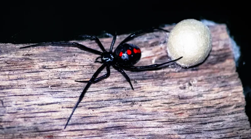 niño, picado, picadura, araña, viuda negra, bolivia, hombre araña