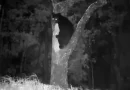 oso, rusia, colmena de abejas, video
