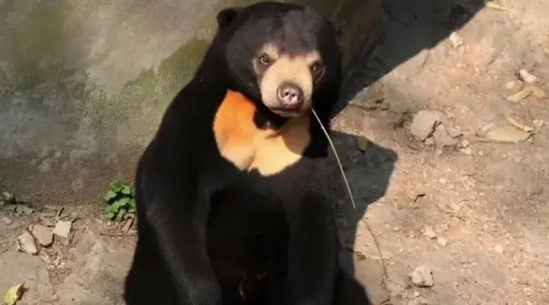 oso, zoologico, china, video, aspecto, humano, viral