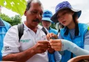 inta, ajonjoli, flores, nicaragua, produccion