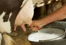 produccion de leche, nicaragua, aumento de leche, sector agropecuario, nicaragua, informe,