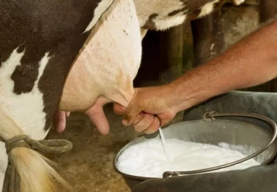 produccion de leche, nicaragua, aumento de leche, sector agropecuario, nicaragua, informe,