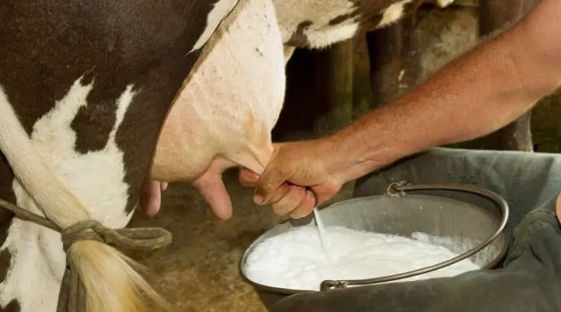 produccion de leche, nicaragua, aumento de leche, sector agropecuario, nicaragua, informe,