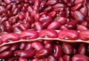frijol, cocecha, primera, nicaragua, inta, cultivo, grano