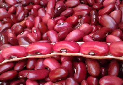 frijol, cocecha, primera, nicaragua, inta, cultivo, grano