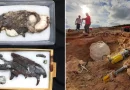 dinosaurio, depredador, restos, dinosaurios, internacional