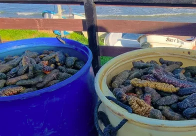 pepino de mar, veda, ocupacion, ejercito de nicaragua, noticias
