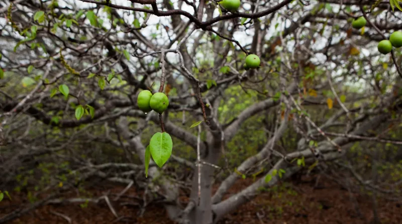 turistas, colombia, fruto del arbol, cartagena, arbol de la muerte