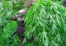 marihuana, incautacion, droga, jinotega, wiwili, jinotega, ejercito de nicaragua