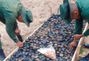 ejercito de nicaragua, nicatragua, vivero forestal, marena, nicaragua, mulukuku, costa caribe,