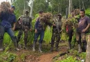 nicaragua, ejercito nacional, marihuana, plantas, incautación