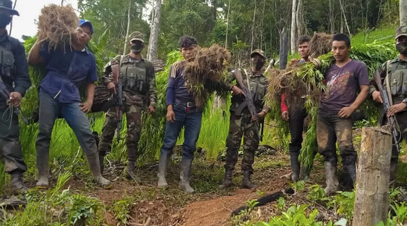 nicaragua, ejercito nacional, marihuana, plantas, incautación