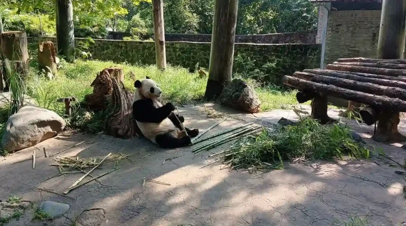 china, osos pandas, osos gigantes, parque nacional, los pandas gigantes en chengdu, provincia de sichuan.