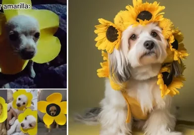 perritos, perrros, tendencia, Flores amarillas, convierten, redes, viral, adorables, robarse los corazones, usuarios, estrellas, mascotas,