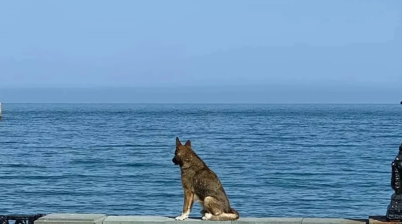 crimea, mar negro, amo, perro