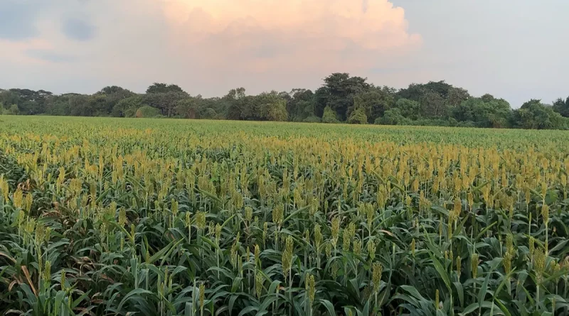 nicaragua, dia nacional de maíz, decreto, nacional