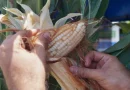 maíz, Nicaragua, lanza, centro nacional de investigación en maíz, nuevo, día nacional,