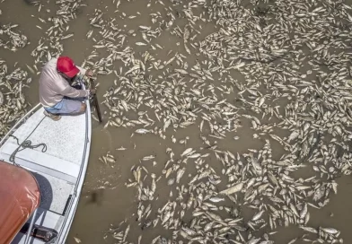 brasil, peces muertos, sequia, manaos