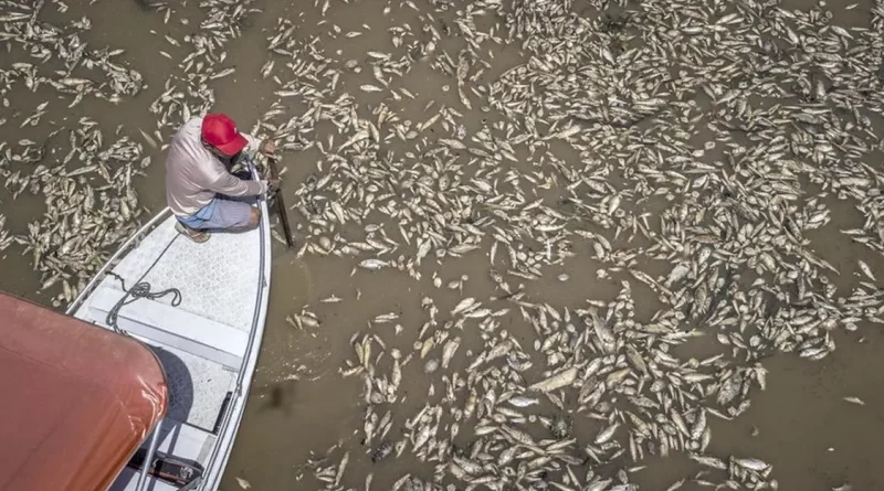 brasil, peces muertos, sequia, manaos