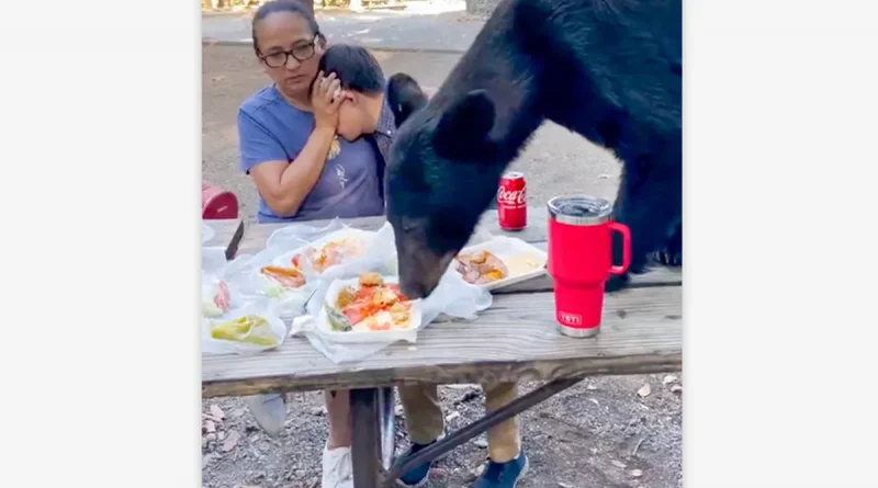 video, mexico, nuevo leon, oso, familia, parque