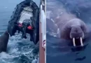 morsa, artico ruso, colmillos, agua, mar