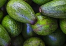aguacate, estudio, magfor, ministerio agropecuario forestal, masaya