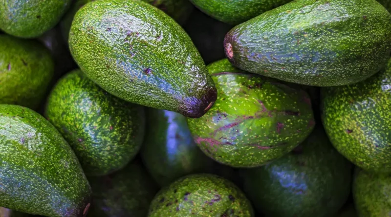 aguacate, estudio, magfor, ministerio agropecuario forestal, masaya