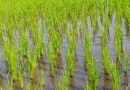 produccion de arroz, estabilidad de precios, nicaragua, arroz