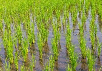 produccion de arroz, estabilidad de precios, nicaragua, arroz