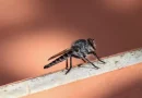 minsa, situacion epidemiologica, nicaragua, mosquitos, zancudos,