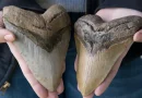 megalodón, tiburón gigante, criatura terrorífica, descubren, restos fósiles, criatura marina, México, cueva submarina,