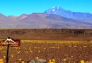 roedores, volcan, altura, momificados