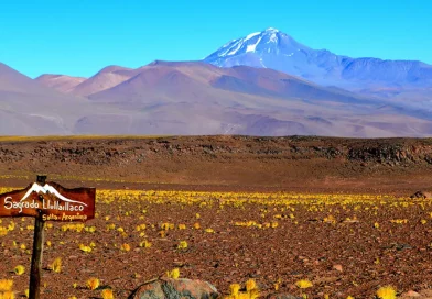 roedores, volcan, altura, momificados