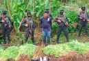 ejercito de nicaragua, batallon ecologico, decomiso, droga, marihuana