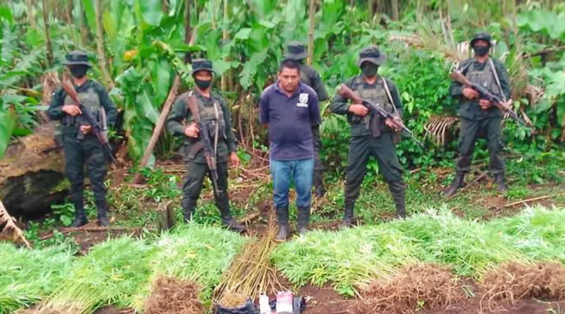 ejercito de nicaragua, batallon ecologico, decomiso, droga, marihuana