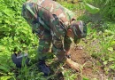 nicaragua, ejercito, jornada, reforestacion, ambiental