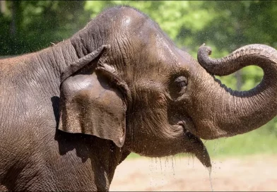 zoologico,estados unidos, hembra, animal