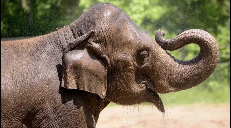 zoologico,estados unidos, hembra, animal