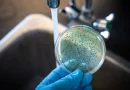 estados unidos, bacterias, carnívoras, enfermedades