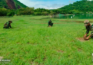 escuela de sargentos, jornada de reforestacion, mateare, ejercito, nicaragua