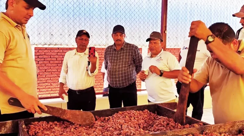 cacaotero, cacao, mefcca, rosita, productores, produccion
