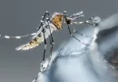 informe, minsa, salud, leptospirosis, dengue, neumonia
