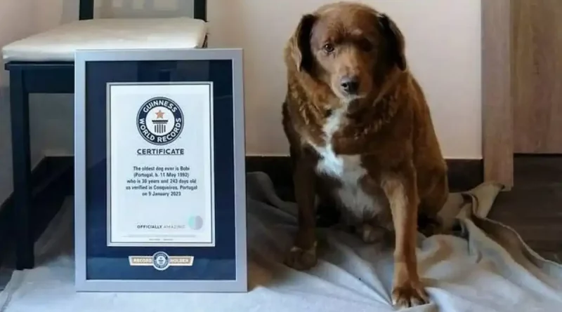 Bobi, perro, más viejo, del mundo, muere, fallece, 31 años, Portugal, récord, Guinness, reconocido, de la historia,