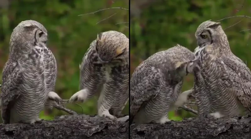 animales, interacción, búhos, hermanos, sorprendente, bosque, fotógrafo, captura,