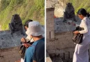 turista, mujer, negocia, trueque, mono, Bali, templo, primate, animal, recuperar, roba, conseguir, comida, a cambio, video, viral, redes,
