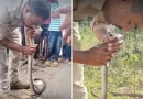 policia, india, serpiente, intoxicada
