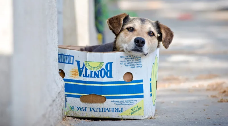 perrito, enfermedad, respiratoria, estados unidos, viral