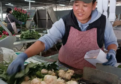 flores, señora, empacando, flores blancas