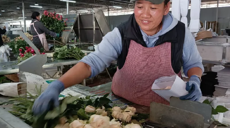 flores, señora, empacando, flores blancas