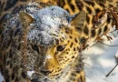 leopardos, rusia, Ussuriisk, captados, inusuales, leopardos,